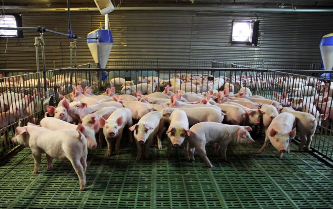 養(yǎng)豬場(chǎng)